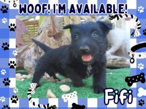 Fifi 6wk FT