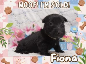 Fiona 4.5 wk ft 3