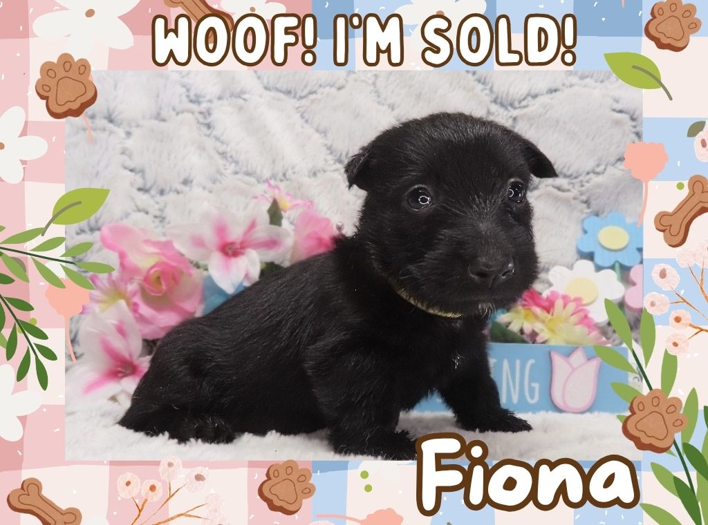 Fiona 4.5 wk ft 3