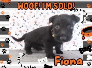 Fiona 5wk FT 3