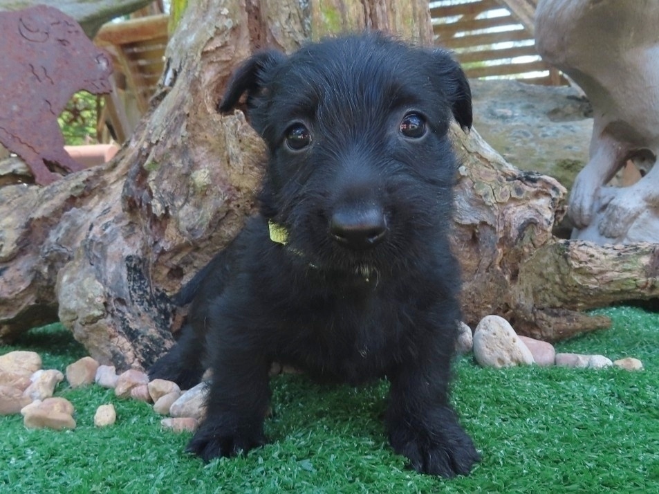 Fiona 6wk 1