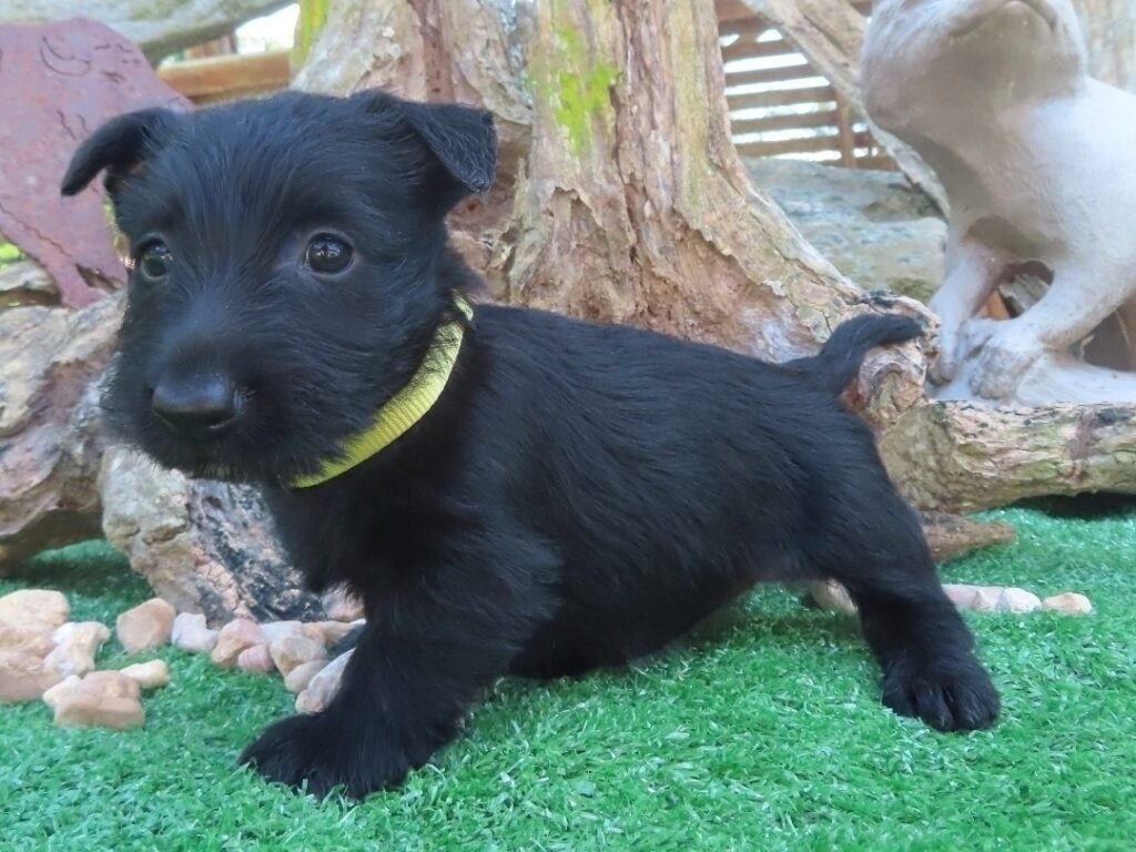 Fiona 6wk 2