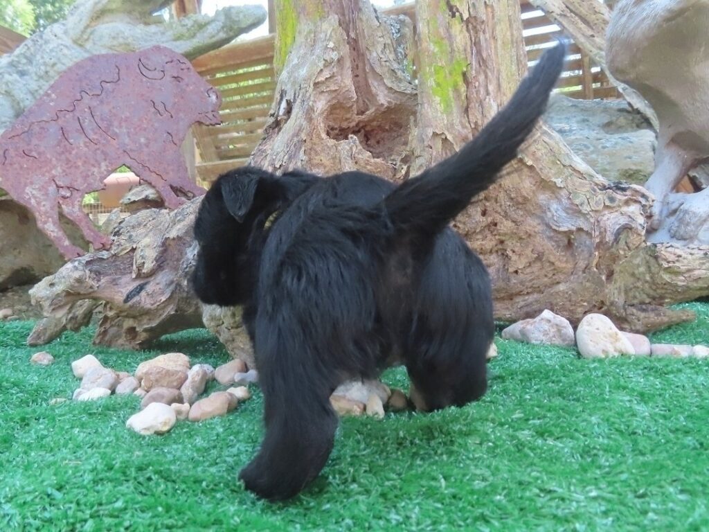 Fiona 6wk 4