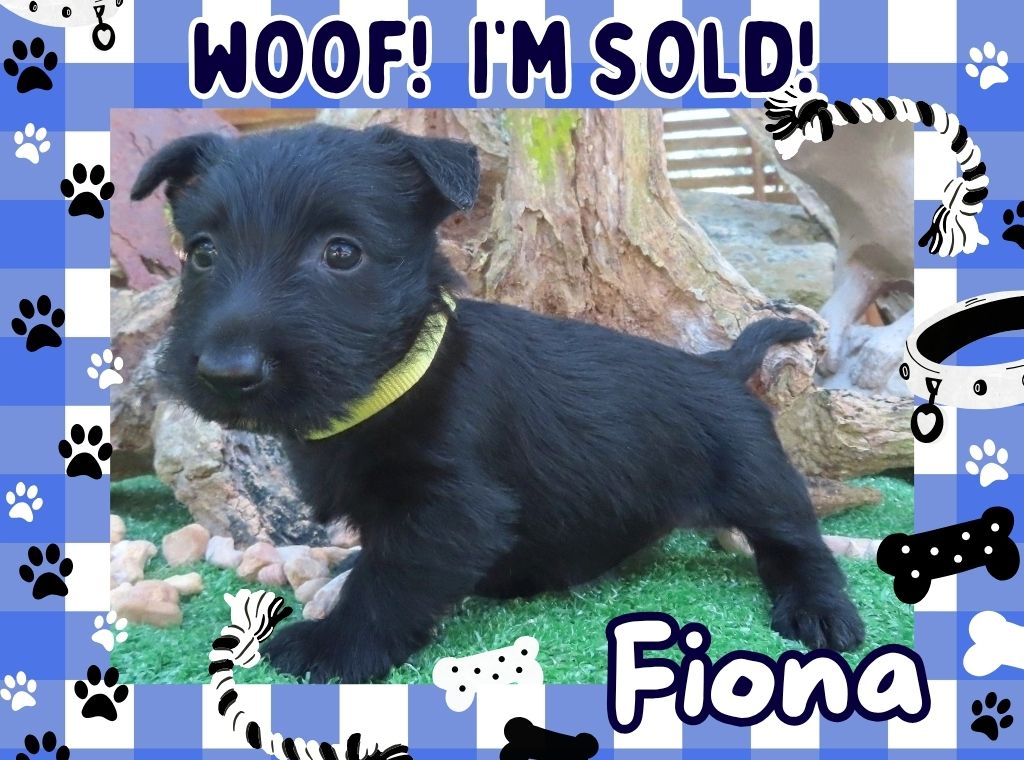 Fiona 6wk FT 3