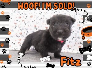 Fitz 5wk FT 3
