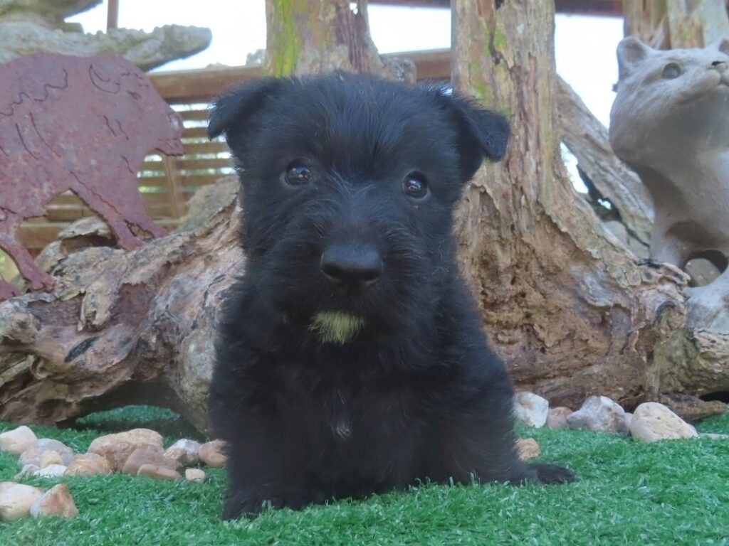 Fitz 6wk 1