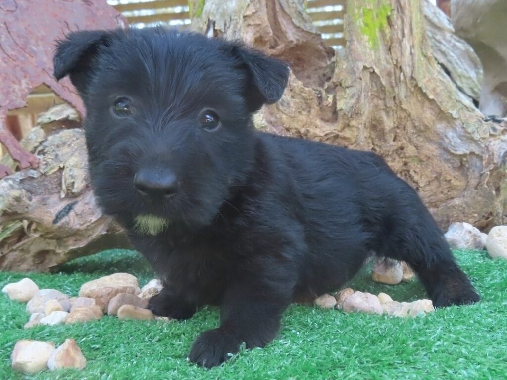 Fitz 6wk 2