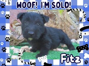 Fitz 6wk FT 3