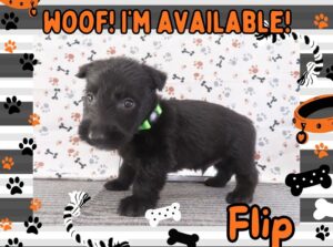 Flip 5wk FT