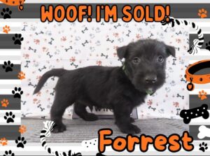Forrest 5wk FT 3