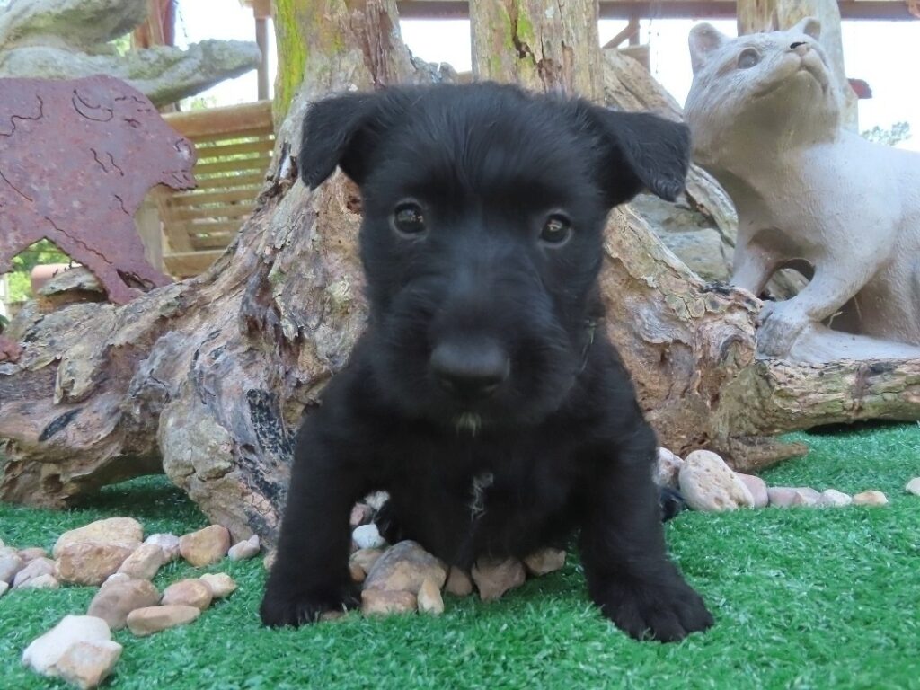 Forrest 6wk 1