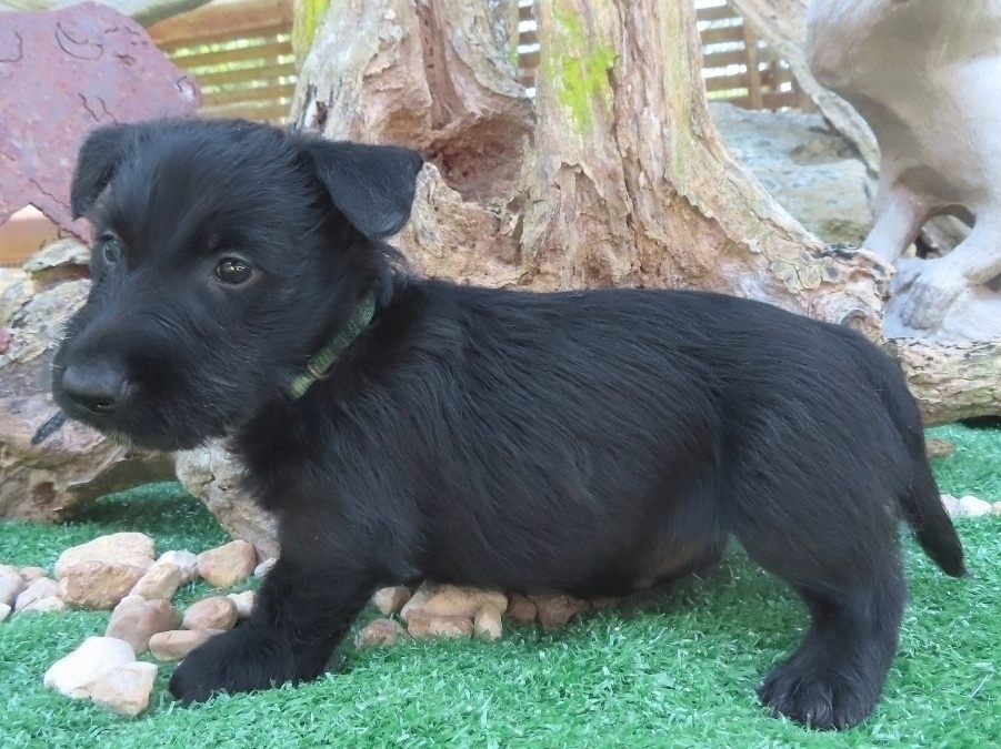 Forrest 6wk 2