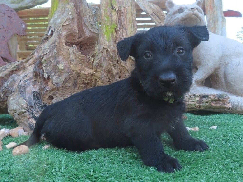 Forrest 6wk 3