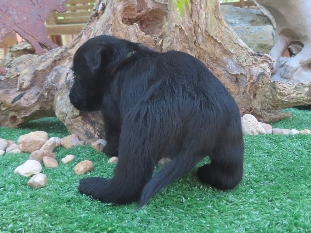 Forrest 6wk 4