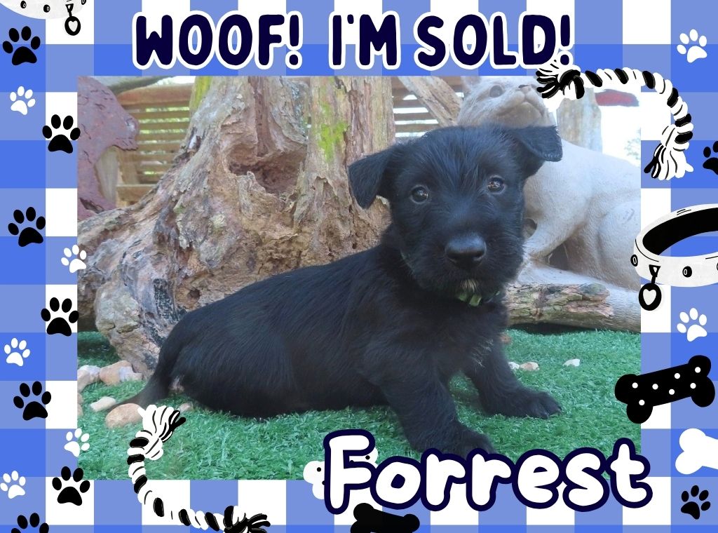 Forrest 6wk FT 3