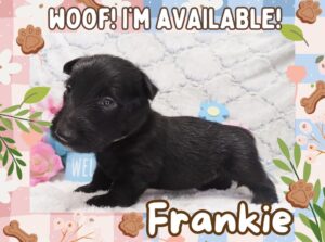 Frankie 4.5 wk ft