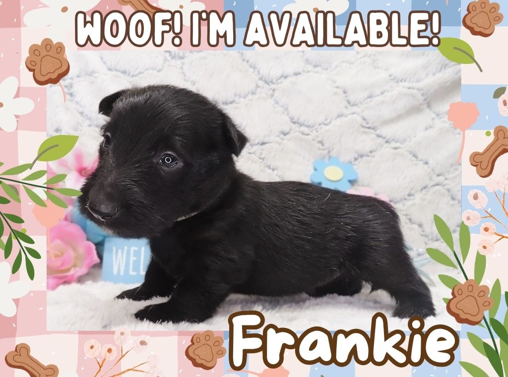 Frankie 4.5 wk ft