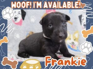 Frankie 4wk ft