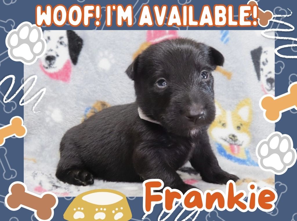 Frankie 4wk ft