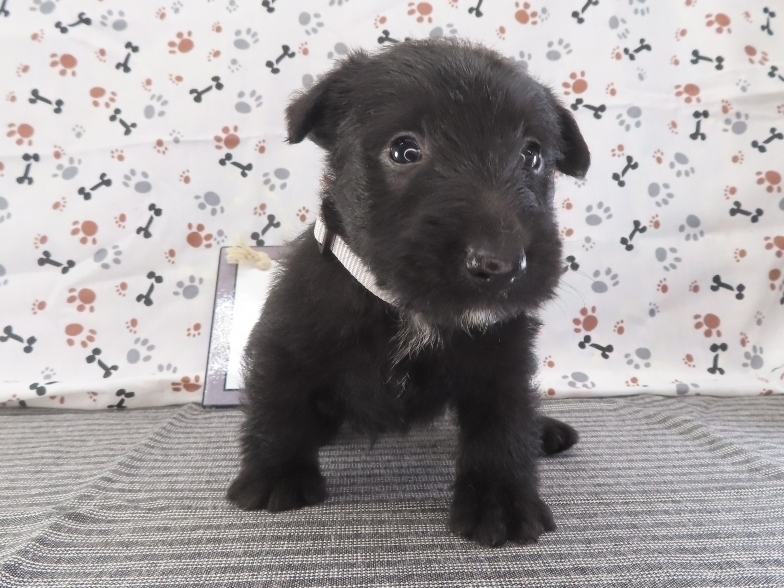 Frankie 5wk 1