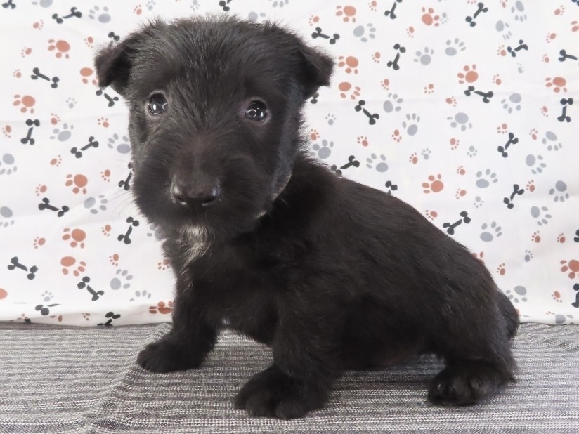 Frankie 5wk 2