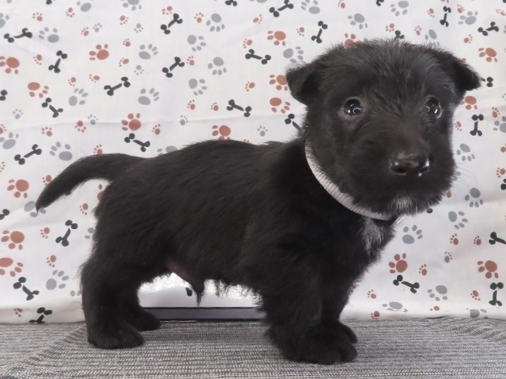 Frankie 5wk 3