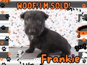 Frankie 5wk FT 3