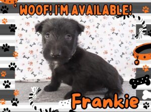 Frankie 5wk FT