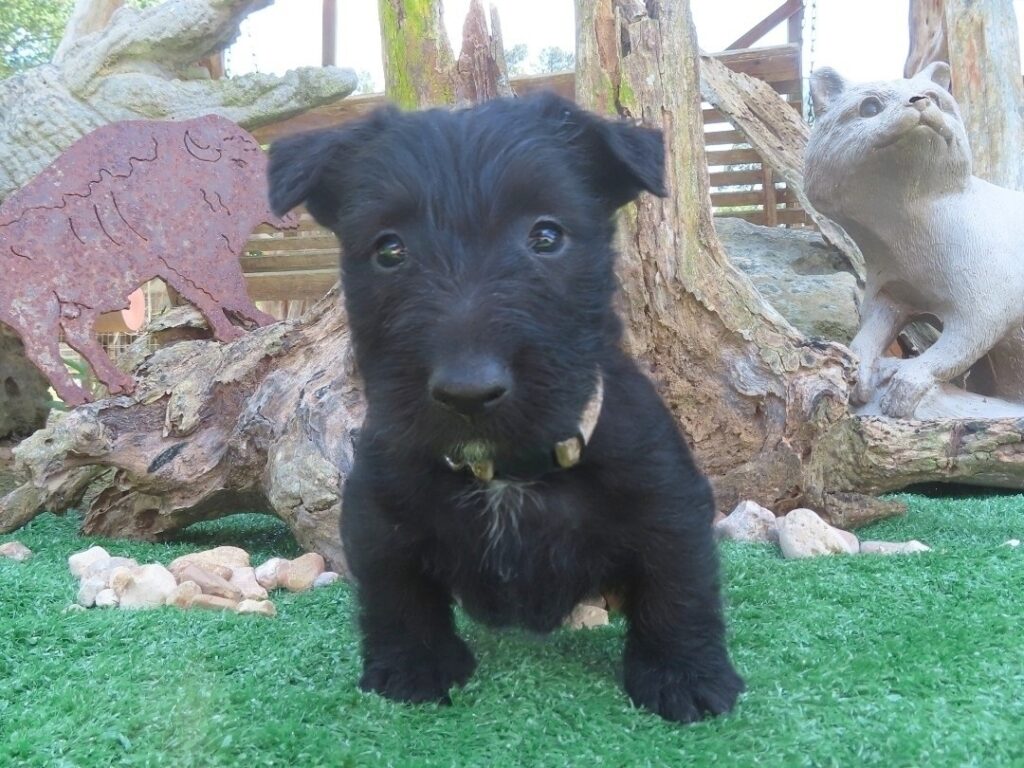 Frankie 6wk 1