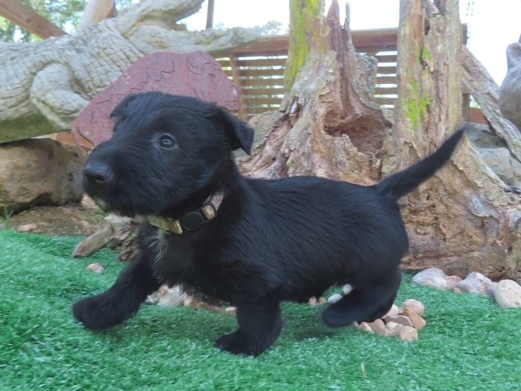 Frankie 6wk 2