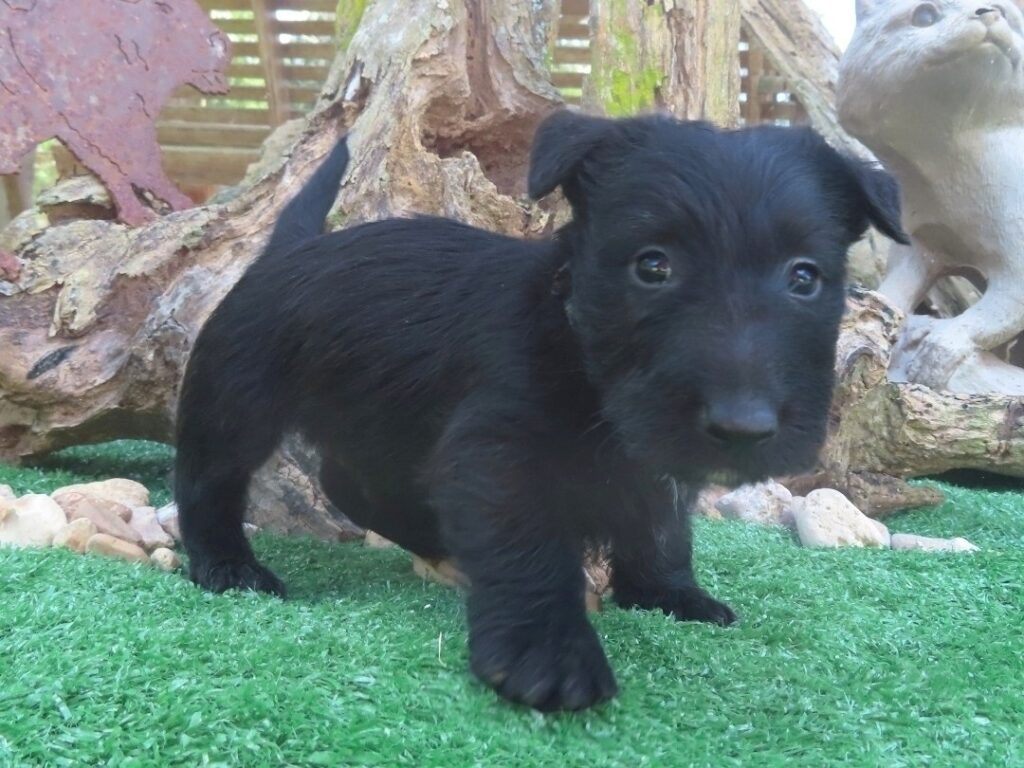 Frankie 6wk 3