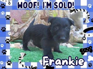 Frankie 6wk FT 3