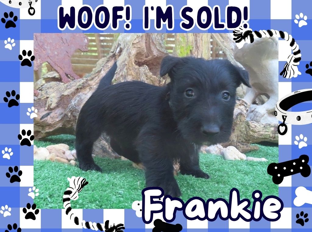 Frankie 6wk FT 3
