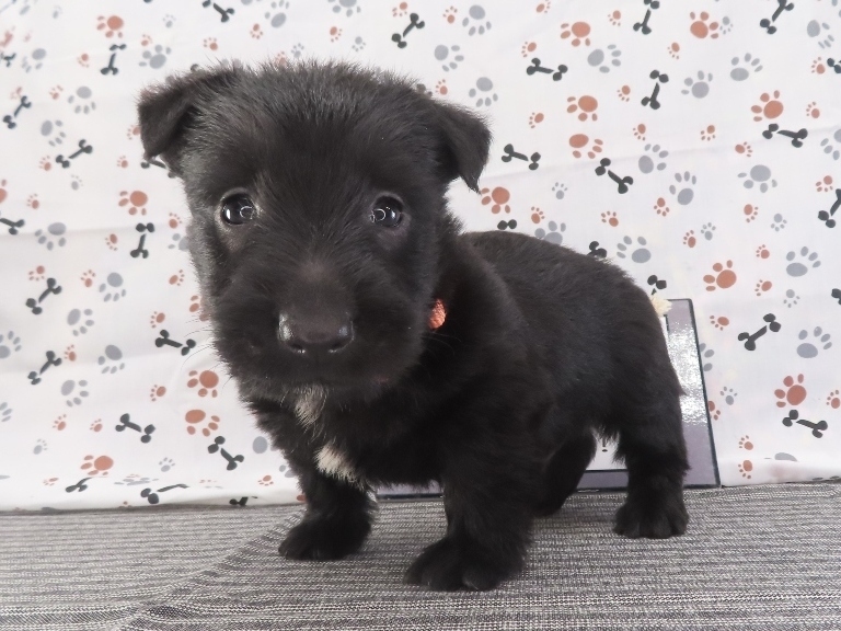 Freddie 5wk 2