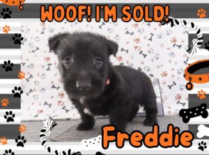 Freddie 5wk FT 3