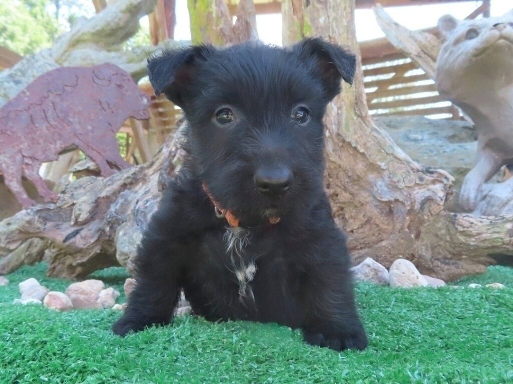 Freddie 6wk 1