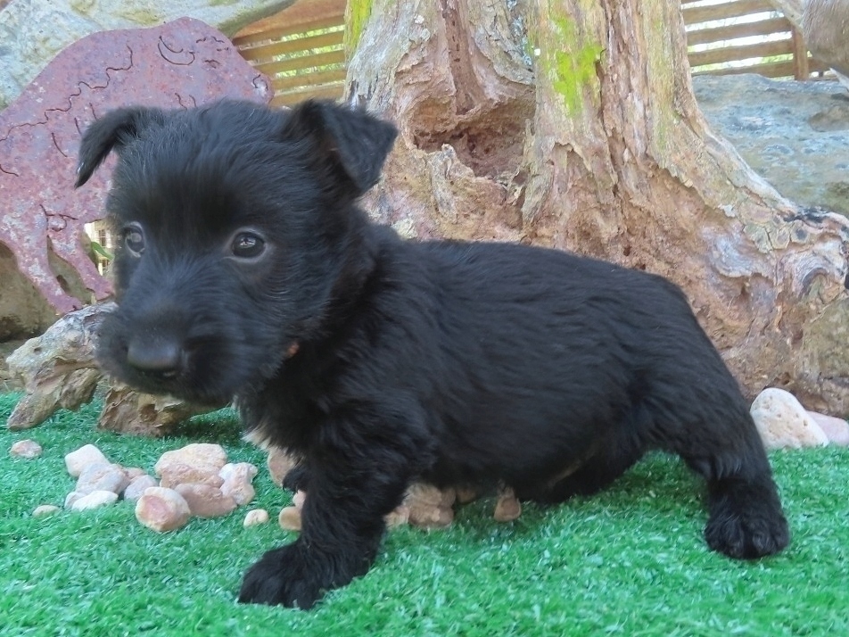 Freddie 6wk 2