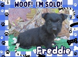 Freddie 6wk FT 3