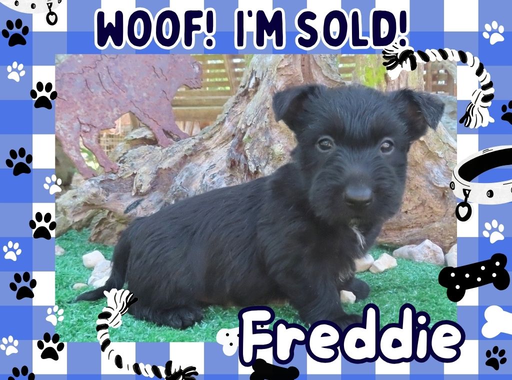 Freddie 6wk FT 3
