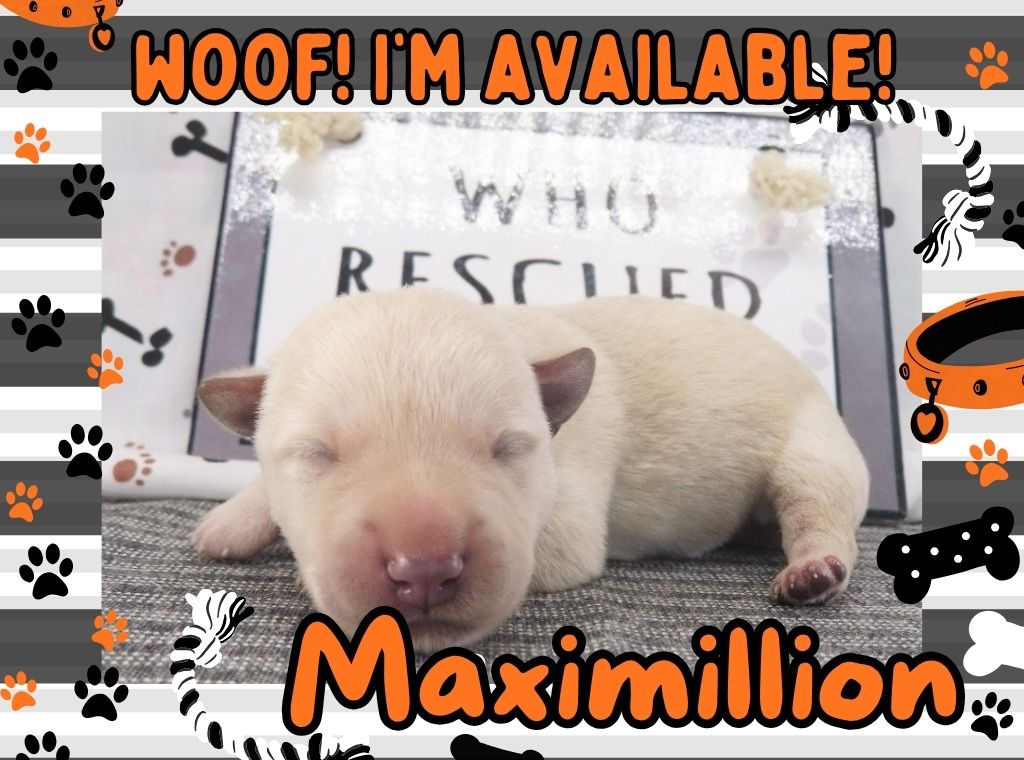 Maximillion 1wk FT