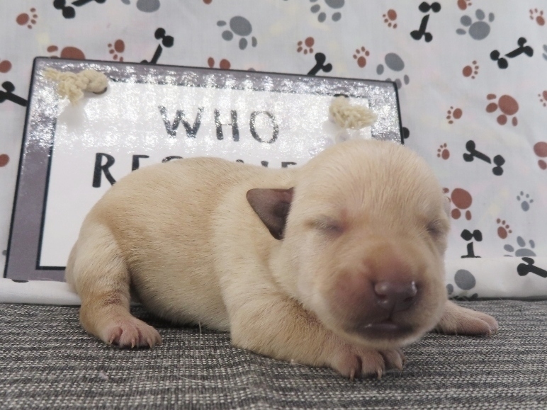 Melody 1wk 3