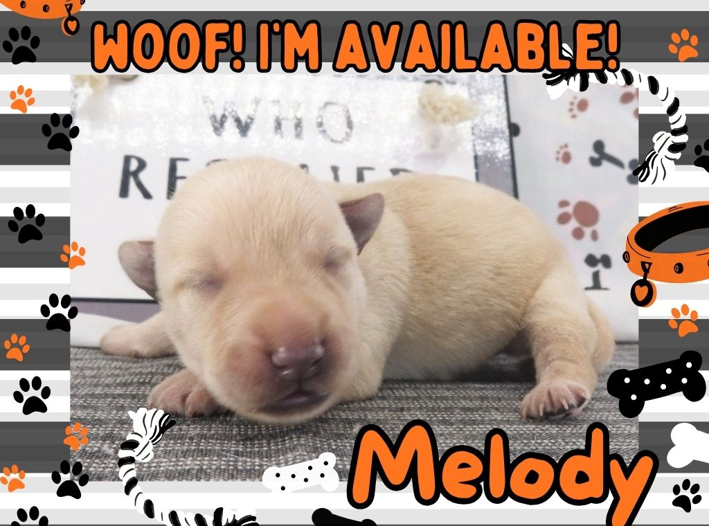 Melody 1wk FT