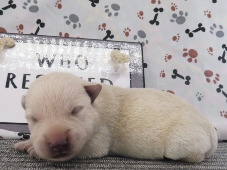 Meredith 1wk 2