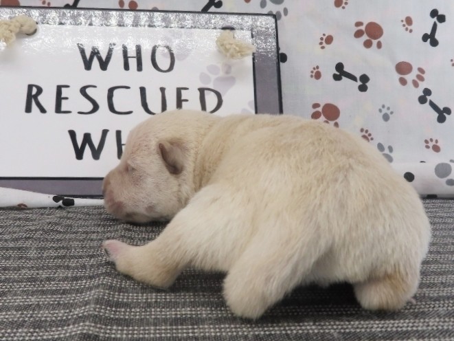 Meredith 1wk