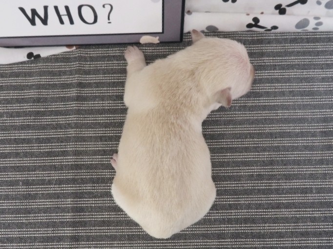 Meredith 1wk