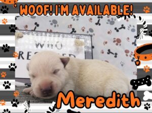 Meredith 1wk FT