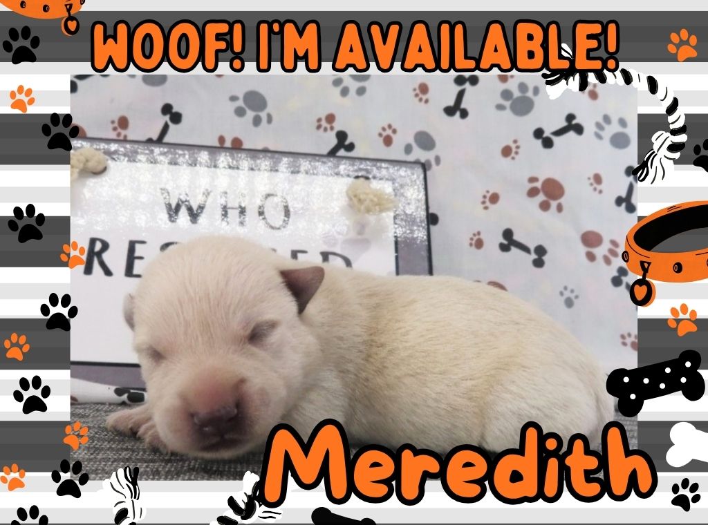 Meredith 1wk FT