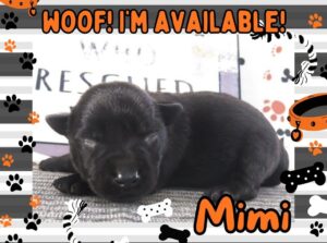 Mimi 1wk FT