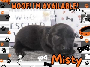 Misty 1wk FT