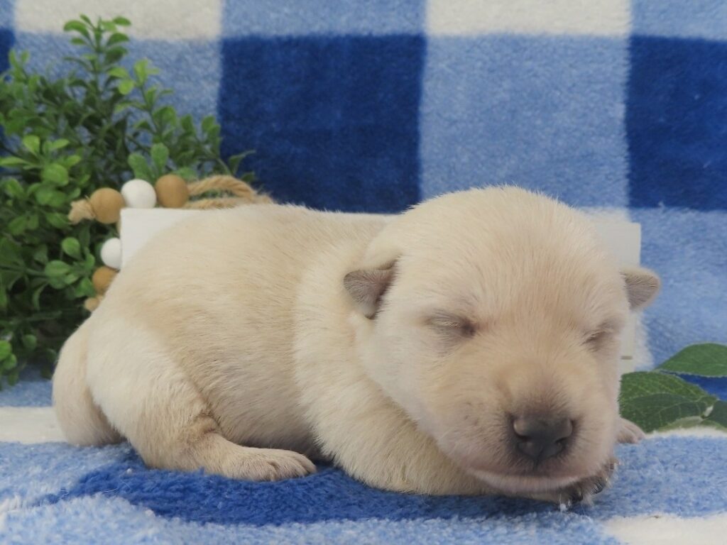 MJ 2wk 4